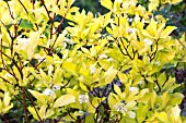 CORNUS ALBA AUREA HARDY SHRUB