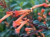 CUPHEA CAECILIAE, TENDER PERENNIAL