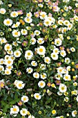 ERIGERON KARVINSKIANUS, HARDY PERENNIAL