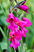 GLADIOLUS COMMUNIS BYZANTINUS, HARDY BULB