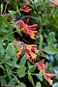 LONICERA X BROWNII DROPMORE SCARLET, HARDY CLIMBER, MAY