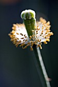 MECONOPSIS CAMBRICA VAR AURANTIACA, SEEDHEAD, HARDY BIENNIAL