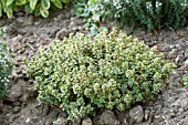 THYMUS DOONE VALLEY, GARDEN HERB THYME