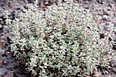 THYMUS X CITRIODORUS SILVER QUEEN, GARDEN HERB THYME