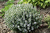 THYMUS X CITRIODORUS, GARDEN HERB THYME