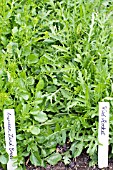 BARBAREA VERNA & ERUCA VESICARIA VAR SATIVA, AMERICAN LAND CRESS & WILD ROCKET, SPRING SALAD LEAVES