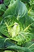 BRASSICA OLERACEA HISPI, POINTED SPRING CABBAGE