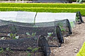 BRASSICA, BIRD NETTING FOR FROTECTION