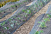 BRASSICA, BIRD NETTING FOR FROTECTION