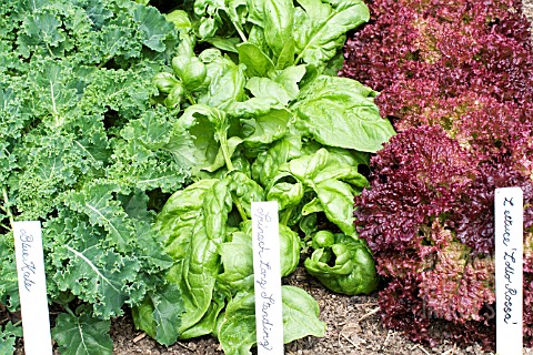 BRASSICA_SPINACIA__LACTUCA_BITTER_KALE_LONG_STANDING_SPINACH__LOLLO_ROSSA_LETTUCE_SPRING_LEAFY_VEGET