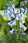 BRIMEURA AMETHYSTINA, HARDY BULB