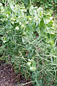 PISUM SATIVUM CELEBRATION, LEAFLESS PEA, SPRING VEGETABLE