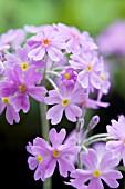 PRIMULA FONDOSA, HARDY PERENNIAL, APRIL