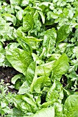 SPINACIA OLERACEA TETORA, SPINACH, SPRING LEAFY VEGETABLE, MAY