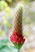 TRIFOLIUM INCARNATUM, (SCARLET CLOVER)