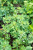 TRIGONELLA FOENUM-GRAECUM, FENUGREEK