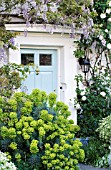 WISTERIA, ROSA, EUONYMUS & EUPHORBIA AROUND COTTAGE DOORWAY, MAY