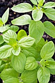 OCIMUM BASILICUM CAMPHOR, BASIL