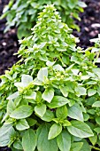 OCIMUM BASILICUM GREEN GLOBE, BASIL