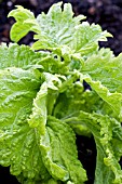 OCIMUM BASILICUM GREEN RUFFLES, BASIL