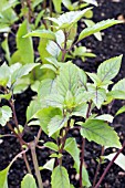 OCIMUM BASILICUM HORAPHA (ANISE), BASIL