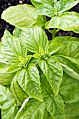 OCIMUM BASILICUM LETTUCE LEAF, BASIL