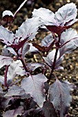 OCIMUM BASILICUM VAR PURPURASCENS DARK OPAL, BASIL