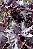 OCIMUM BASILICUM VAR PURPURASCENS PURPLE RUFFLES