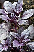 OCIMUN BASILICUM VAR PURPURASCENS RED RUBIN, BASIL.