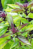 OCIMUM CITRIODORUM SIAM QUEEN, BASIL