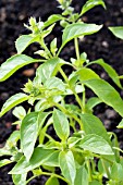 OCIMUM CITRIODORUMUM LEMON, BASIL