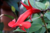 AESHYNANTHUS LONGICALYX, HOT HOUSE TRAILING PLANT