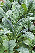 BRASSICA OLERACEA BLACK TUSCANY, KALE, SALAD VEGETABLE