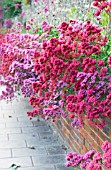 CENTRANTHUS RUBER AND CENTRANTHUS RUBER VAR. COCCINEUS