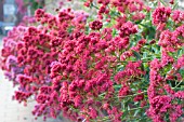 CENTRANTHUS RUBER AND CENTRANTHUS RUBER VAR. COCCINEUS