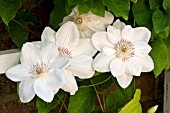 CLEMATIS JERZY POPIELUSZKO, HARDY CLIMBER