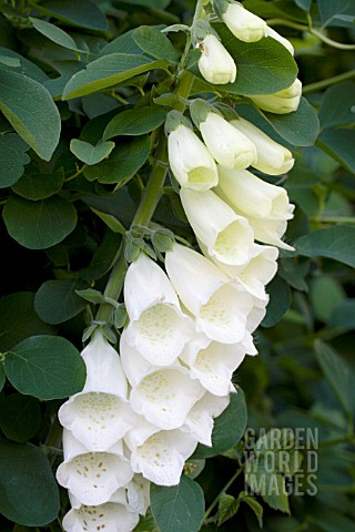 DIGITALIS_PURPUREA_F_ALBA