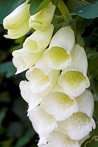 DIGITALIS_PURPUREA_F_ALBA