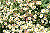 ERIGERON KARVINSKIANUS, HARDY PERENNIAL