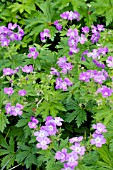 GERANIUM SYLVATICUM MAYFLOWER, HARDY PERENNIAL