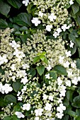 HYDRANGEA PETIOLARIS, HARDY CLIMBER