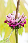 LEONURUS CARDIACA, (CHINESE MOTHERWORT)