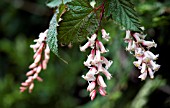 NEILLIA THIBETECA, HARDY SHRUB