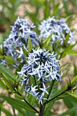 AMSONIA ILLUSTRIS, HARDY PERENNIAL