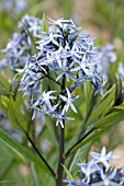 AMSONIA ILLUSTRIS, HARDY PERENNIAL