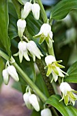 DISPOROPSIS PERNYI, HARDY PERENNIAL