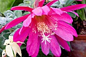 EPIPHYLLUM HYBRID, GLASSHOUSE CACTUS