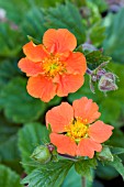 GEUM COCCINEUM COOKY