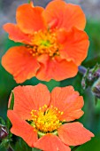 GEUM COCCINEUM COOKY, HARDY PERENNIAL, MAY