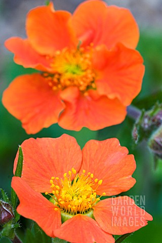 GEUM_COCCINEUM_COOKY_HARDY_PERENNIAL_MAY